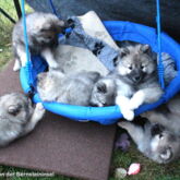 Spiel in der Schaukel