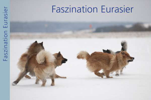 Fotobildband Eurasier