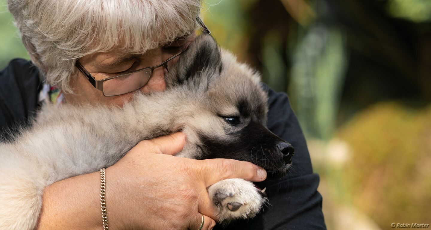 Welpenvermittlung Eurasier