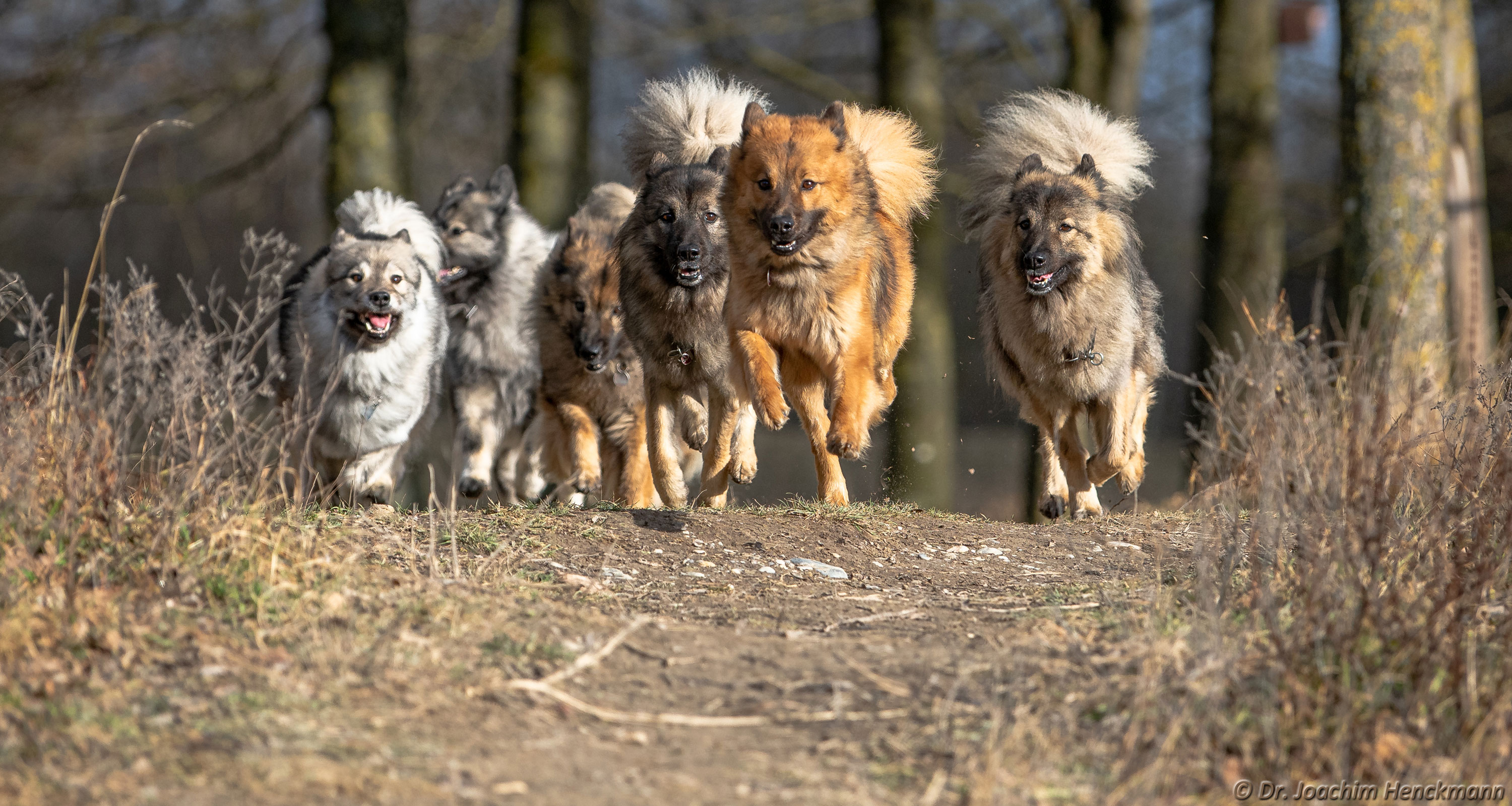 Eurasier