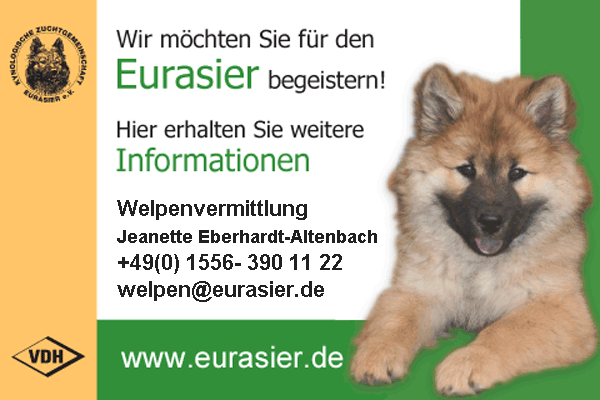 Eurasier Foto