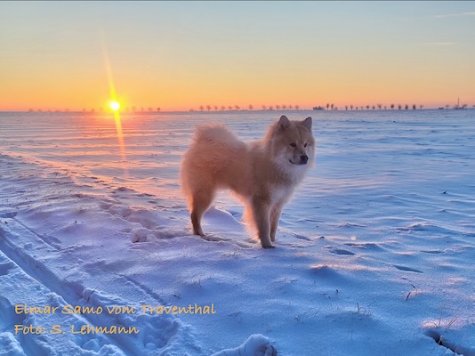 Eurasier Foto