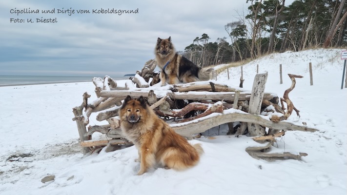Eurasier Foto