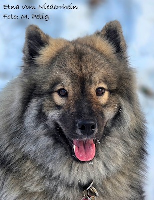Eurasier Foto