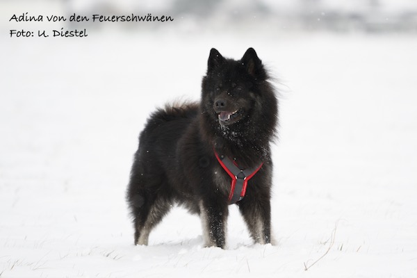Eurasier Foto