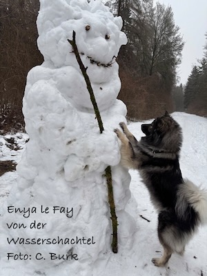Eurasier Foto