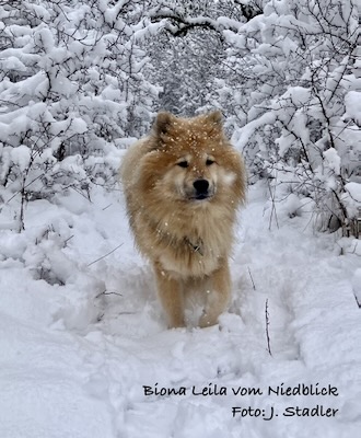 Eurasier Foto