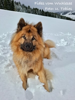 Eurasier Foto