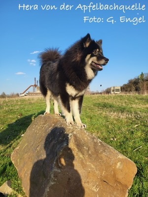 Eurasier Foto