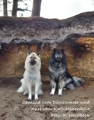 Eurasier Foto
