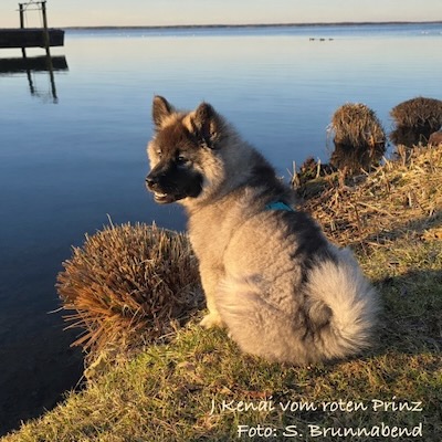Eurasier Foto