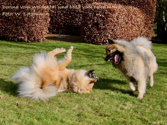 Eurasier Foto