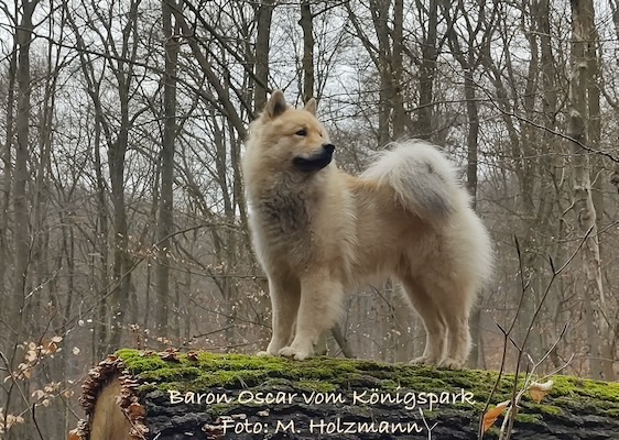 Eurasier Foto