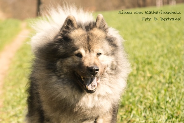 Eurasier Foto