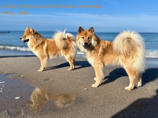 Eurasier Foto