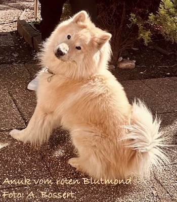 Eurasier Foto