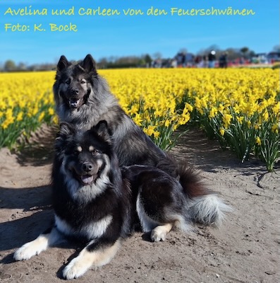Eurasier Foto