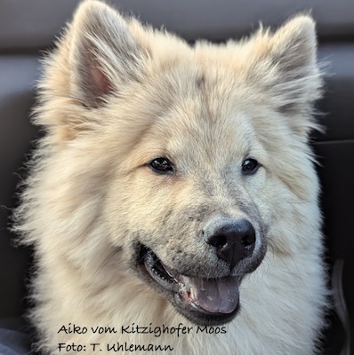 Eurasier Foto