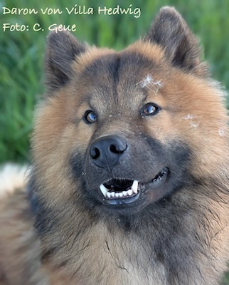 Eurasier Foto
