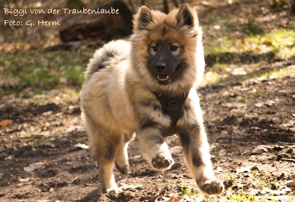 Eurasier Foto