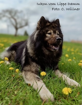 Eurasier Foto