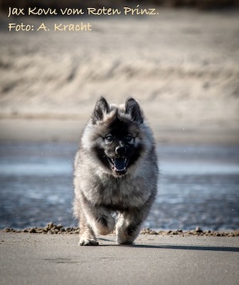 Eurasier Foto