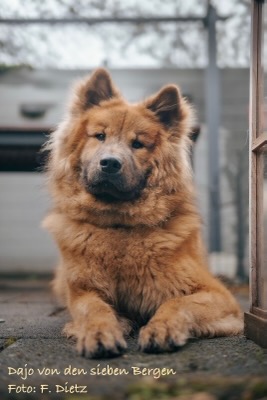 Eurasier Foto
