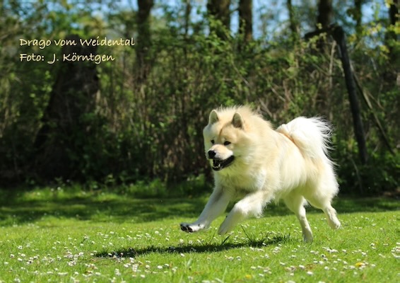 Eurasier Foto