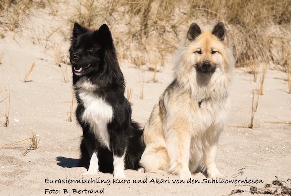 Eurasier Foto