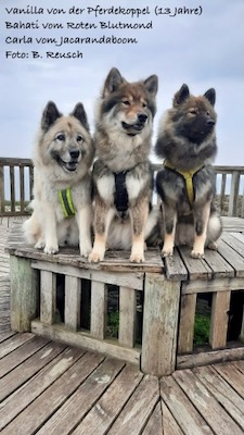 Eurasier Foto