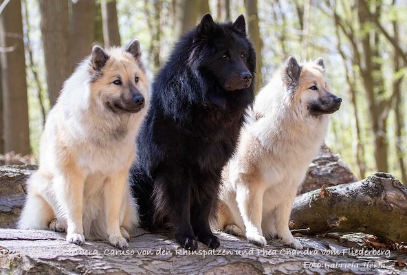 Eurasier Foto