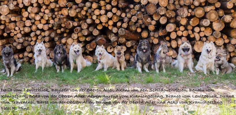Eurasier Foto