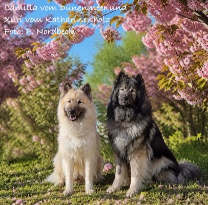 Eurasier Foto