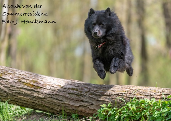 Eurasier Foto