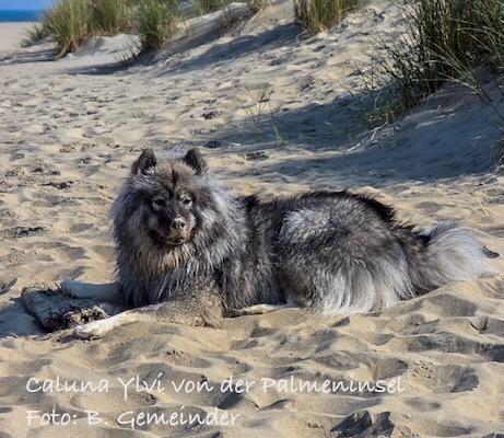 Eurasier Foto