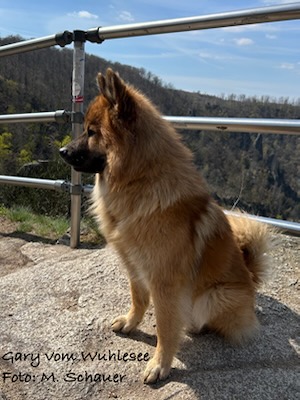 Eurasier Foto