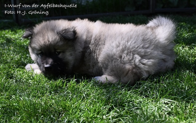 Eurasier Foto