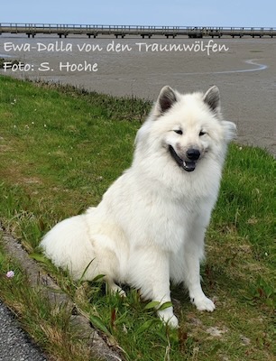 Eurasier Foto