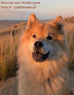 Eurasier Foto