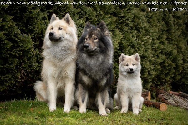 Eurasier Foto