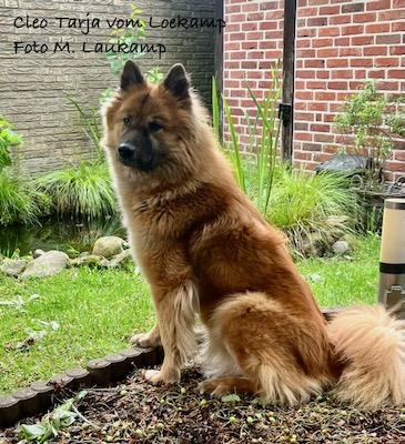 Eurasier Foto
