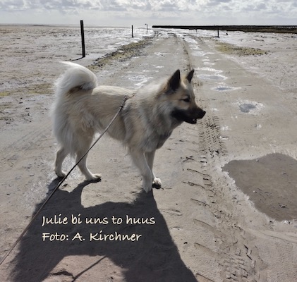 Eurasier Foto
