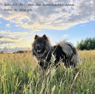 Eurasier Foto