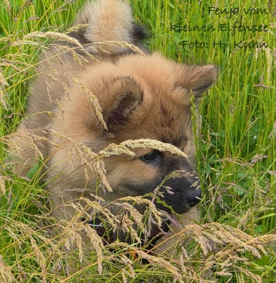 Eurasier Foto