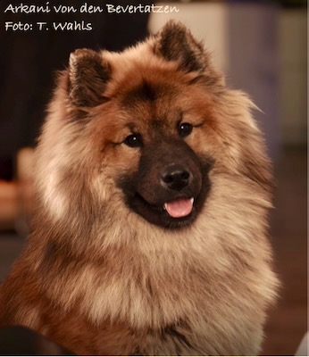 Eurasier Foto