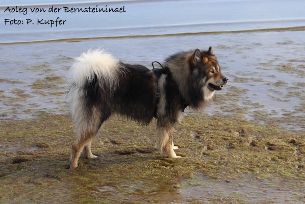 Eurasier Foto