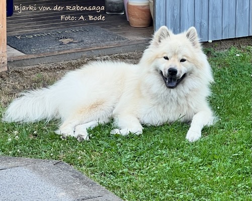 Eurasier Foto