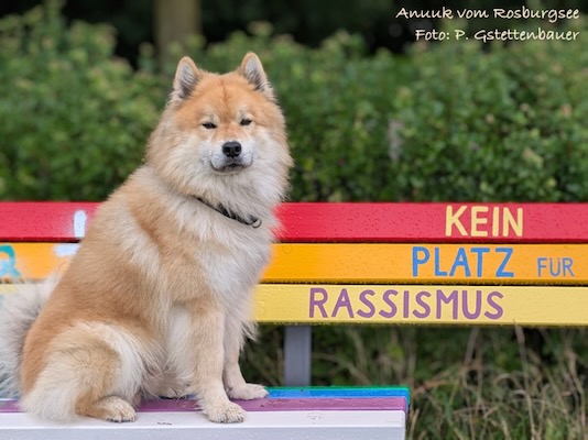 Eurasier Foto