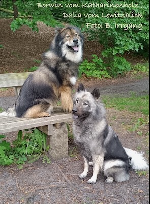 Eurasier Foto