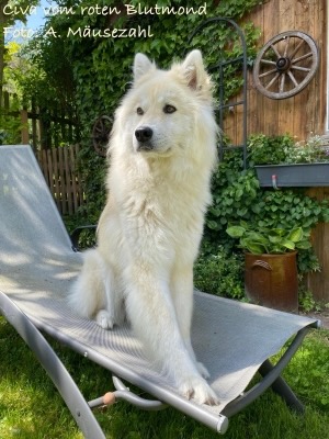 Eurasier Foto